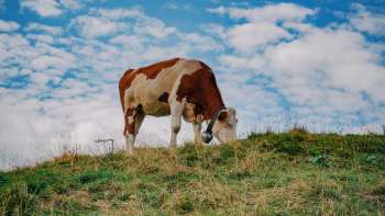 Une vache brune et blanche se dresse sur un pâturage vert sous un ciel bleu au Liechtenstein – un symbole d'un élevage adapté à l'espèce et de proximité avec la nature.