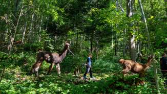 Un enfant guide un lama sur un chemin forestier lors d'un trekking avec des lamas et des alpagas à travers les fourrés verts.