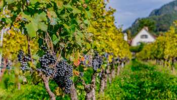 Des raisins bleus mûrs pendent aux vignes d'un vignoble ensoleillé à Vaduz