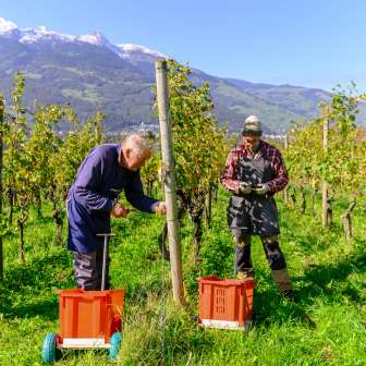 Deux vignerons en train de vendanger dans un vignoble ensoleillé du Liechtenstein avec vue sur les Alpes en arrière-plan.
