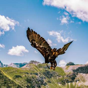 L'aigle vole dans les montagnes du Liechtenstein