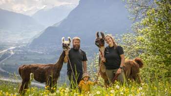 Randonnée avec des lamas et des alpagas dans les montagnes du Liechtenstein