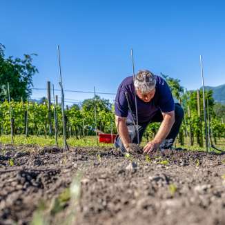Un vigneron plante de jeunes ceps dans un vignoble ensoleillé du Liechtenstein, devant un paysage alpin.