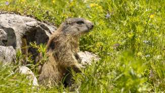 La marmotte s'étire hors de son terrier au milieu d'une prairie alpine multicolore à Malbun, entourée d'herbes vertes et de fleurs sauvages.