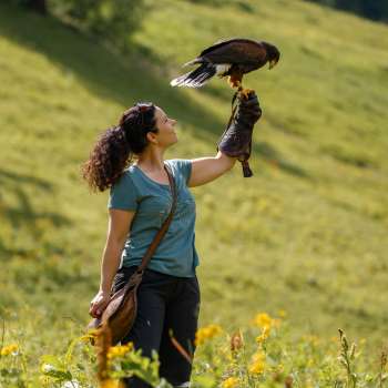Aigle assis sur la main d'une femme