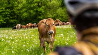 Un cycliste regarde une vache curieuse dans une prairie fleurie de pissenlits - scène idyllique lors d'une randonnée à vélo au Liechtenstein