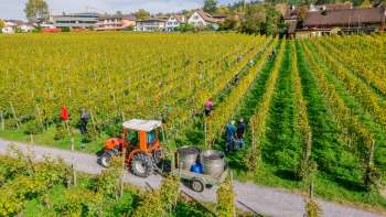 Des ouvriers récoltent des raisins dans les vignobles de la cave du Prince du Liechtenstein, avec un tracteur et des conteneurs de récolte.