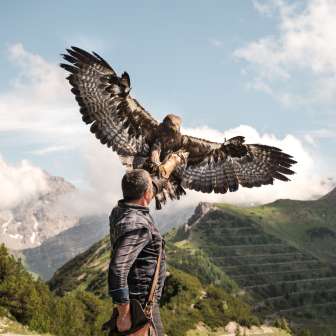 Le fauconnier Norman Vögeli présente un imposant aigle royal dans un décor de montagne alpine - un spectacle naturel impressionnant en altitude.