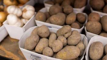 Pommes de terre fraîchement récoltées de notre propre production dans la boutique de la ferme de Neufeldhof – régionales et naturelles.