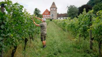 Le viticulteur Harry Zech au travail dans les vignes devant l'église St. Peter à Schaan - viticulture durable au Liechtenstein.