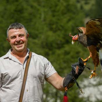 Fauconnier avec un Harris-Hawk sur la main
