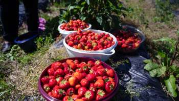 Fraises fraîchement cueillies dans de grands bols dans le champ de Bangshof – variété de fruits de saison issue de notre propre culture.