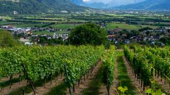 Domaine viticole Castellum