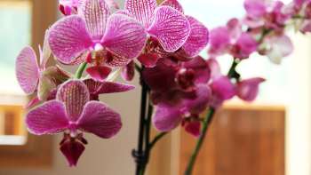 Salle de séjour logement de vacances Beck Bärgtälli