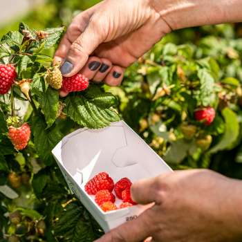 Fraises fraîchement cueillies directement dans le buisson de Neufeldhof – des fruits de saison à cueillir soi-même au Liechtenstein.