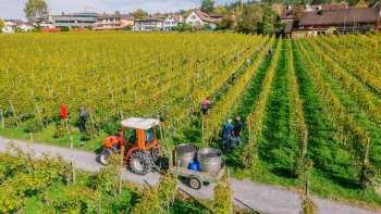 Des ouvriers récoltent des raisins dans les vignobles de la cave du Prince du Liechtenstein, avec un tracteur et des conteneurs de récolte.
