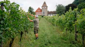 Le viticulteur Harry Zech au travail dans les vignes devant l'église St. Peter à Schaan - viticulture durable au Liechtenstein.