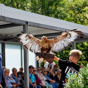 Un garçon tient un rapace dans ses bras, guidé par un fauconnier