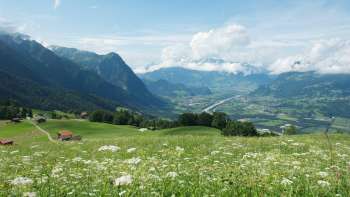 Vue sur une prairie en fleurs dans la vallée du Rhin avec les montagnes environnantes.