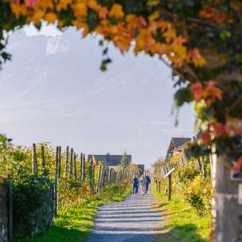 Sentier viticole automnal bordé de feuilles multicolores et d'une tonnelle de vignes.