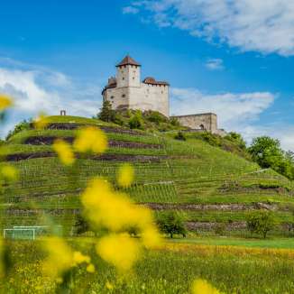 Prairies printanières avec fleurs jaunes devant le château de Gutenberg à Balzers - étape appréciée du « sentier du Liechtenstein » avec panorama historique