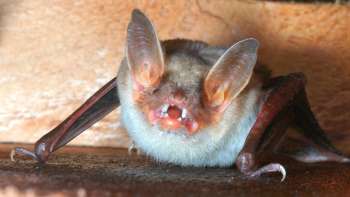 Les chauves-souris au Liechtenstein - une exposition de photos