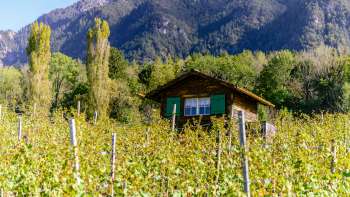 Petite cabane aux volets verts au milieu d'un vignoble automnal avec les Alpes en toile de fond