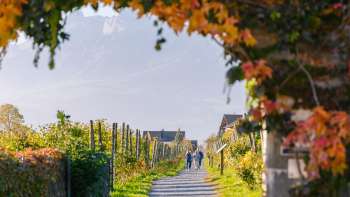 Sentier viticole automnal bordé de feuilles multicolores et d'une tonnelle de vignes.