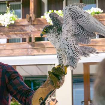 Fauconnier avec faucon sur la main