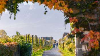 Sentier viticole automnal bordé de feuilles multicolores et d'une tonnelle de vignes.