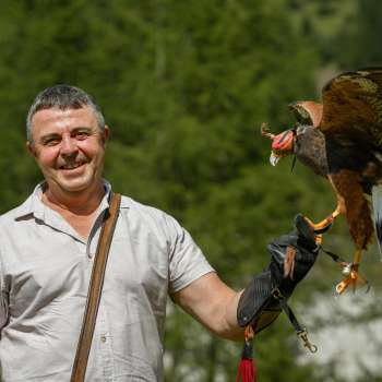 Fauconnier avec un Harris-Hawk sur la main