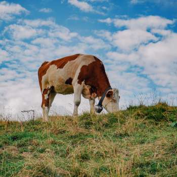 Une vache brune et blanche se dresse sur un pâturage vert sous un ciel bleu au Liechtenstein – un symbole d'un élevage adapté à l'espèce et de proximité avec la nature.