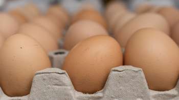 Œufs frais de Neufeldhof au Liechtenstein – directement du poulet à l'étagère, produits régionalement et durablement.