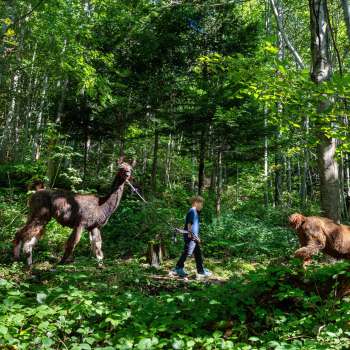 Trekking en lama et alpaga à travers la forêt ombragée