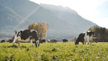 Des vaches paissent dans une prairie luxuriante au Liechtenstein, avec un paysage de montagne pittoresque en toile de fond – une vue idyllique sur l'agriculture durable.
