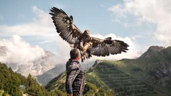 Le fauconnier Norman Vögeli présente un imposant aigle royal dans un décor de montagne alpine - un spectacle naturel impressionnant en altitude.