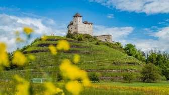 Le château de Gutenberg au printemps - Paysage fleuri au « sentier du Liechtenstein » Prairies printanières avec fleurs jaunes devant le château de Gutenberg à Balzers - étape appréciée du « sentier du Liechtenstein » avec panorama historique