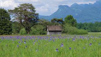 Vaste sentier naturel à travers la réserve naturelle du Ruggeller Riet avec un impressionnant panorama de montagnes par une journée ensoleillée.