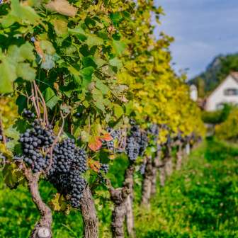 Rangées de vignes avec des raisins mûrs et sombres dans un vignoble automnal du Liechtenstein avec les Alpes en toile de fond.