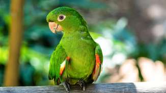Perroquet vert avec des taches rouges sur les ailes sur une branche au paradis des oiseaux à Mauren