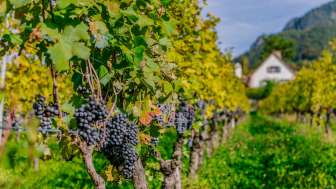 Vignoble avec des raisins mûrs au Liechtenstein Rangées de vignes avec des raisins mûrs et sombres dans un vignoble automnal du Liechtenstein avec les Alpes en toile de fond.