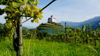 Vignes avec raisins mûrs au premier plan, derrière l'imposant château de Gutenberg à Balzers