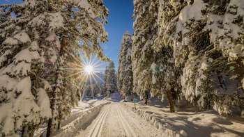 Piste de ski de fond hivernale à travers la forêt enneigée près de Steg avec le soleil en arrière-plan