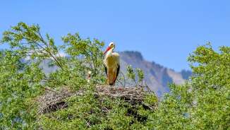 Cigogne blanche sur un grand nid à la cime des arbres devant des montagnes au Liechtenstein par temps clair - symbole de biodiversité