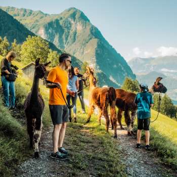 Randonnée guidée en lama sur un sentier de montagne