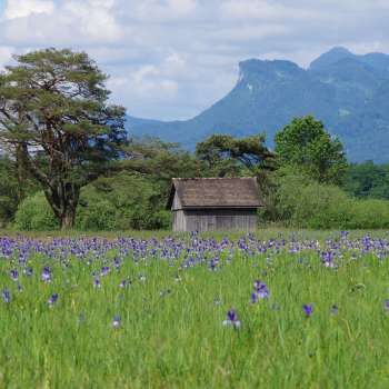 Vaste sentier naturel à travers la réserve naturelle du Ruggeller Riet avec un impressionnant panorama de montagnes par une journée ensoleillée.