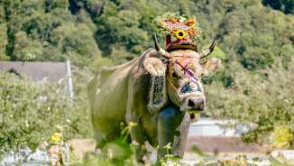 Vache avec une décoration florale artistique et une cloche en costume traditionnel lors de la traditionnelle montée à l'alpage au Liechtenstein, dans un décor naturel verdoyant.
