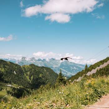 L'aigle vole dans les montagnes du Liechtenstein
