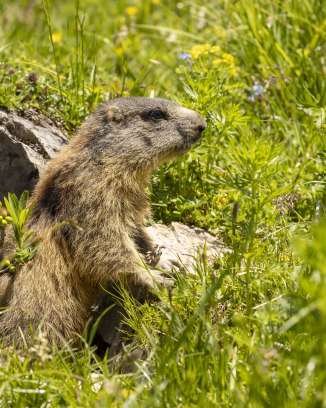 La marmotte s'étire hors de son terrier au milieu d'une prairie alpine multicolore à Malbun, entourée d'herbes vertes et de fleurs sauvages.