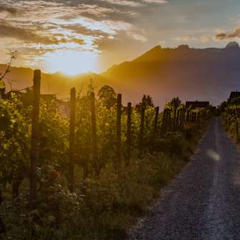 Vignes de la cave du Prince du Liechtenstein au coucher du soleil avec vue sur les montagnes - ambiance de fin de journée dans la Principauté de Liechtenstein